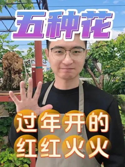 想要红红火火的过年，这五种花推荐给你！ #养花#年宵花 #过年养花