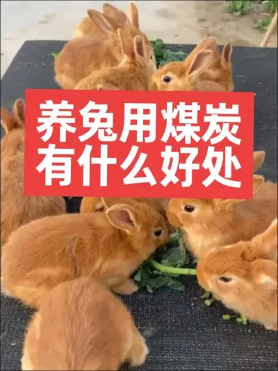 养兔用煤炭，有什么好处呢？ #三农#养殖#养兔#兔子#养兔人