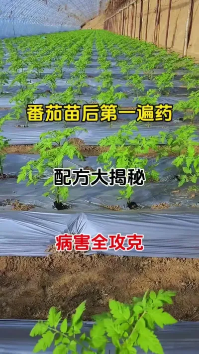 番茄第一遍药如何预防病害，选对配方更重要#病害防治 #番茄种植 #抖音助农