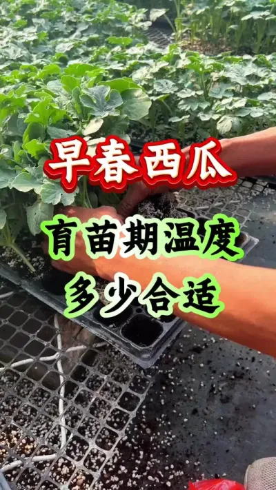 西瓜种植 早春西瓜育苗期温度多少合适#西瓜种植#西瓜管理