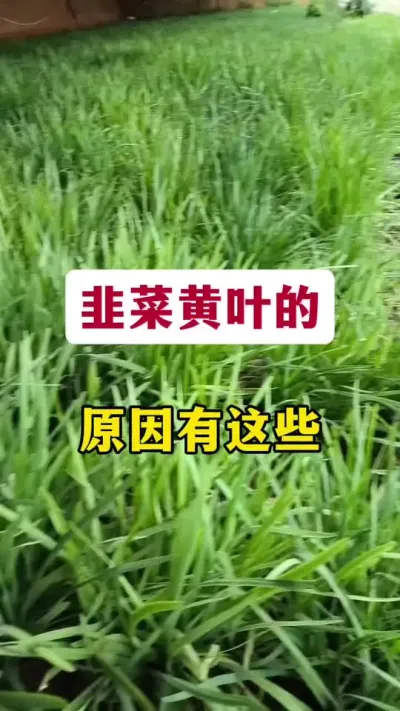 韭菜黄叶的原因有这些。#韭菜种植 #韭菜管理 #种韭菜 #韭菜黄叶 #韭菜施肥