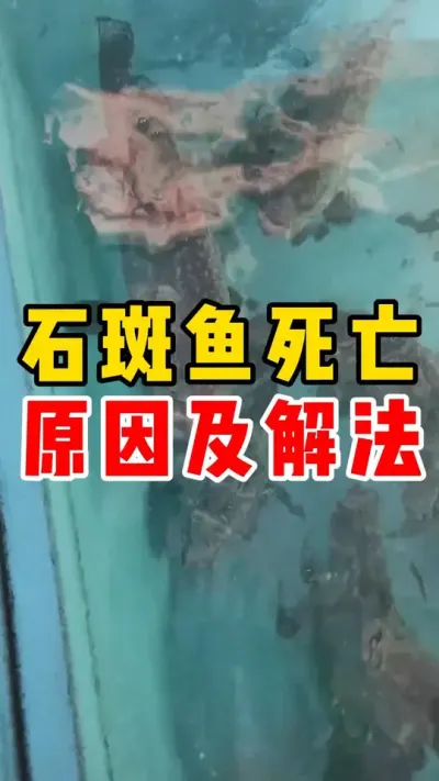 石斑鱼死亡原因及解法#水产养殖技术 #石斑鱼养殖技巧 #石斑鱼 #养鱼 #这下大家总该记住石斑鱼了吧 @抖加🔥上热门🔥dou+🔥热点宝  @DOU+小助手 