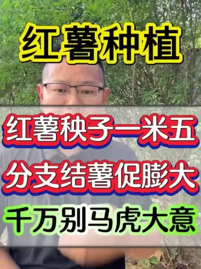 7月不用钾，红薯分支结薯促膨大千万别马虎大意 #红薯 #红薯种植 #红薯高产种植 #红薯高产种植技术 #红薯高产
