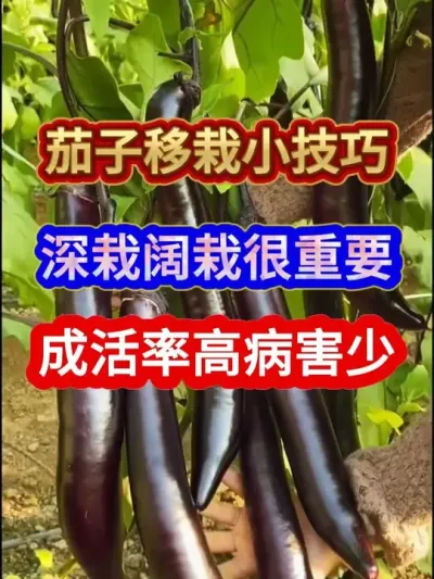 茄子深栽阔栽成活率高缓苗快病害少 #农业种植 #种植小技巧 #分享农业知识帮农民增产增收 #茄子 #茄子种植