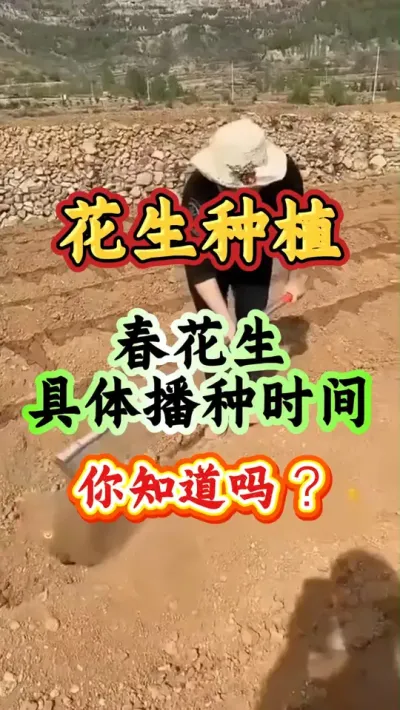春花生的种植时间#抖音助农 #分享农业知识帮农民增产增收  #三农  #新农人计划  #花生种植 #花生高产