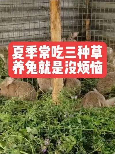 夏季常吃三种草，养兔就是没烦恼 #三农#养殖#兔子#养兔子