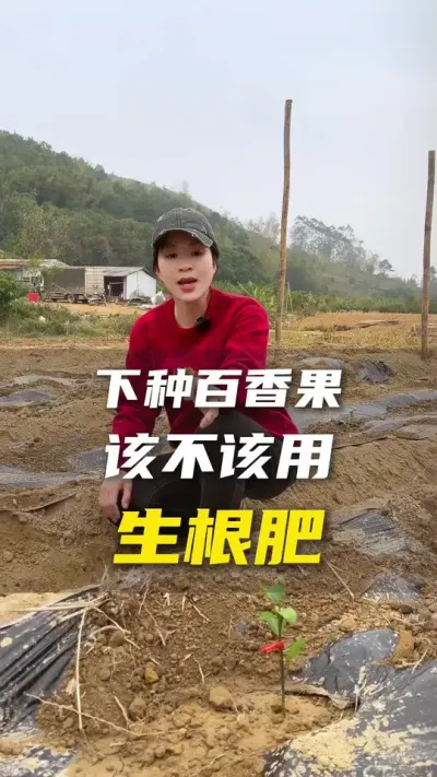 果友们经常说的生根肥到底能不能用？关键是要看这个！#百香果 #农业种植 #抖音助农