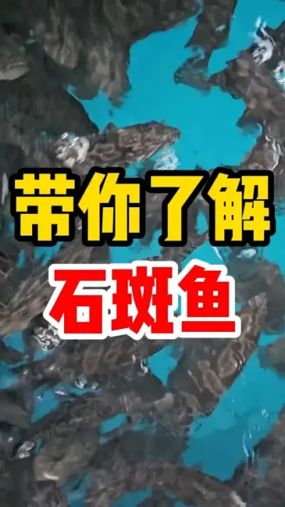 带你了解石斑鱼 #养鱼 #水产养殖 #石斑鱼 #养鱼人 #农村创业养殖
