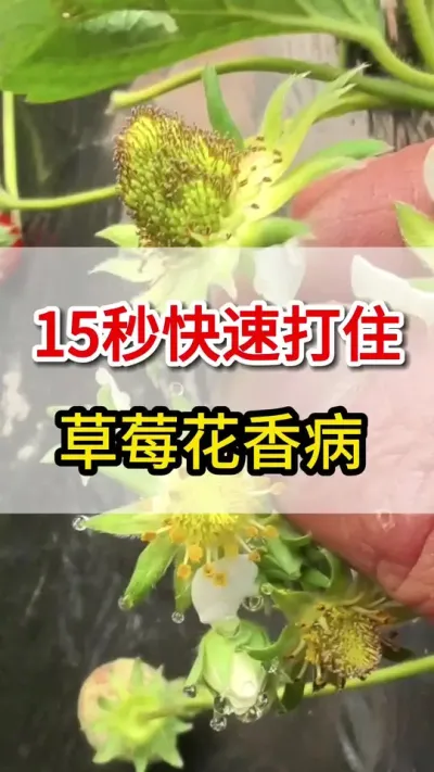草莓灰霉病花香病大爆发，教你一招就搞定不复发#三农#草莓种植