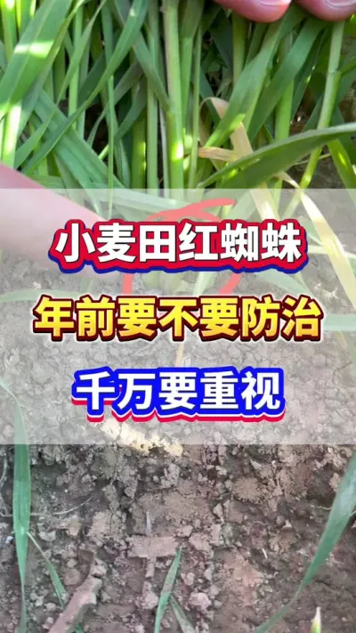 小麦田红蜘蛛年前要不要防治？千万要重视！#小麦种植 #小麦病虫害防治 #小麦高产 #小麦种植管理技术