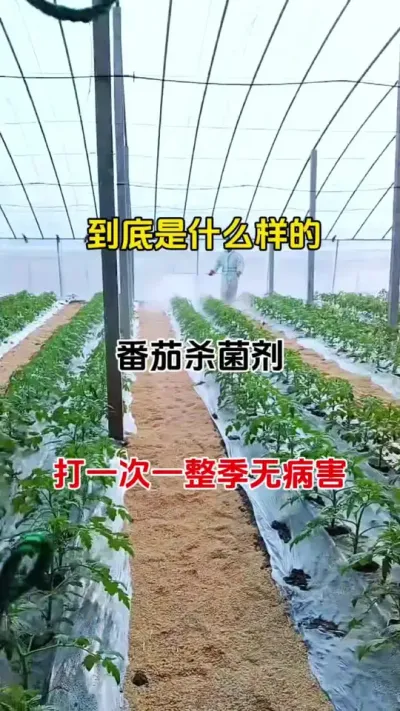 用它兑水喷一喷，整季病害都不见#种植小技巧 #抖音助农 #西红柿种植 #番茄种植