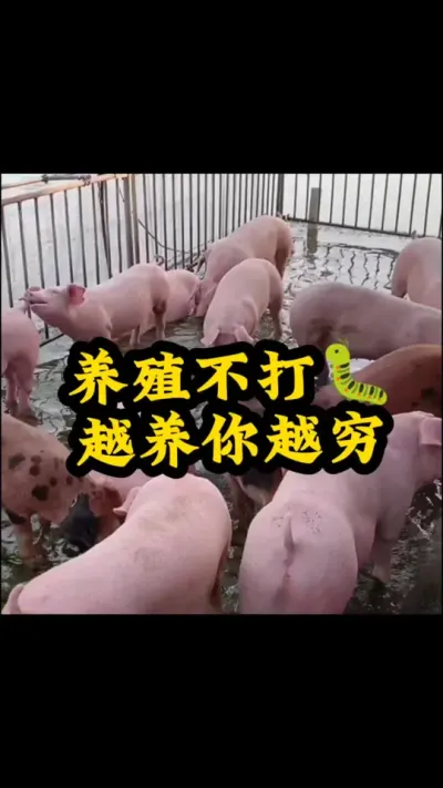 #养猪人 #养猪人不容易 #三农养殖 #所有养猪人 #养猪人加油干
