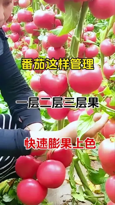番茄这样管理，一层二层三层果，快速膨果上色#膨果增甜 #膨果上色增甜 #膨果
