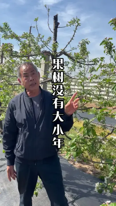果树没有大小年，一年结果一年不结果，是消耗问题！ #果树大小年 #苹果树 #果树管理 #田间地头实操干货 #来抖音学农技