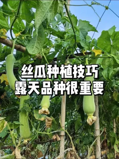 丝瓜怎么种，什么时候育苗，品种怎么选 