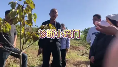 果树病虫害诊断小窍门 #田间地头实操干货 #三农 #种植小技巧 #来抖音学农枝 #果园管理
