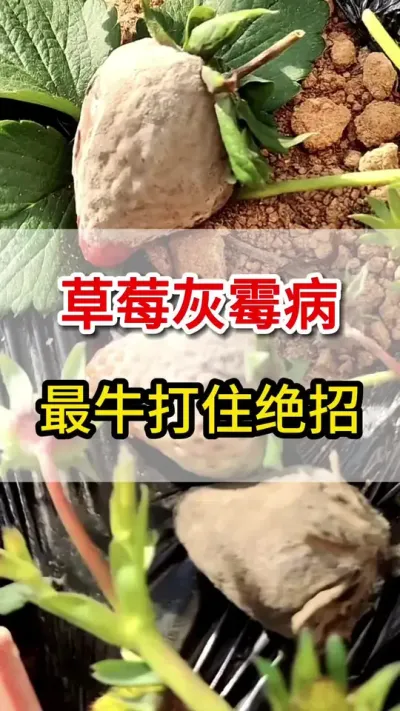 草莓灰霉病，教你一个高招搞定它#灰霉病防治