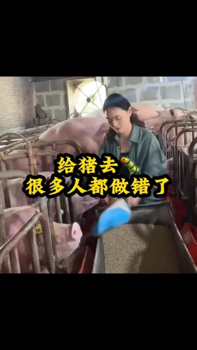 #猪喂什么饲料长得最快 #服务三农支持三农 #每天分享养殖技术和经验 #每天分享实战养猪经验 #所有养猪人