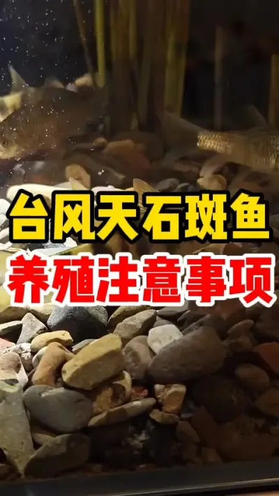 台风天石斑鱼注意事项 #水产养殖 #养鱼 #石斑鱼 #水族 #养鱼人