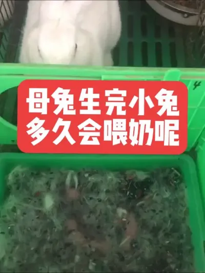 母兔生完小兔，多久会喂奶呢？ #兔子#三农#养殖#养兔子#养兔人
