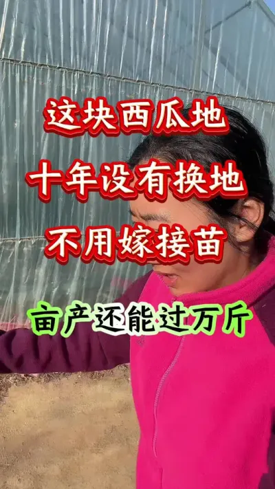 西瓜种植 这块西瓜地十年没有换地不用嫁接苗亩产还能过万斤#西瓜种植 #西瓜管理 #土壤改良