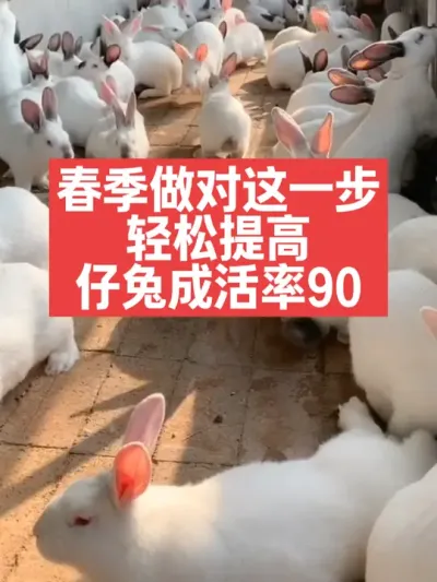 春季做对这一步，轻松提高仔兔成活率90%，你千万别做错 #兔子#养殖#三农#养兔#养兔人