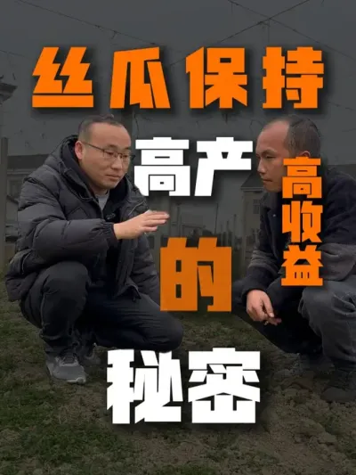 丝瓜高产、高收益的关键 水肥一体化设备的使用使得人工成本大幅下降，可将节省的F用投入到有机肥的供给。#抖音助农 #农业种植 #农业技术推广 #新农业 #农产品