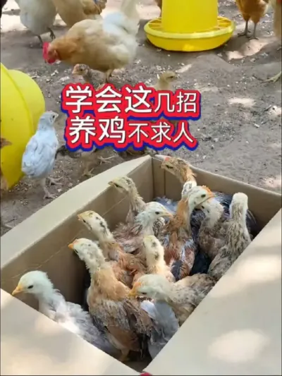 养鸡常见问题解决方法，学会了不求人#养鸡技术 #养鸡助手 #鸡病咨询 #科学养鸡 #养鸡技术指导