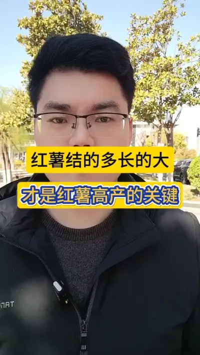 红薯结的多 长的大，才是高产的关键！#红薯种植 #红薯高产种植 #红薯高产秘诀 #农业知识 #知识分享 @DOU+小助手