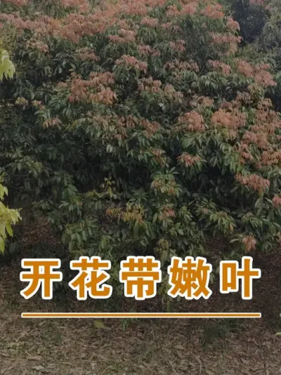 荔枝开花带这种红色的嫩叶要怎么处理？#广西灵山荔枝果苗#农业创业#抖音新农人计划2025#吕老师种果苗#广西灵山荔枝果苗