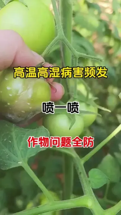 配方不到二元，瓜果蔬菜花卉绿植等作物问题都可用#番茄种植#病害防治 #杀菌剂菌立清 #抖音助农 #三农种植