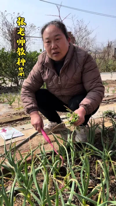 如何管理大蒜 春天如何管理大蒜#关注我一起学种菜