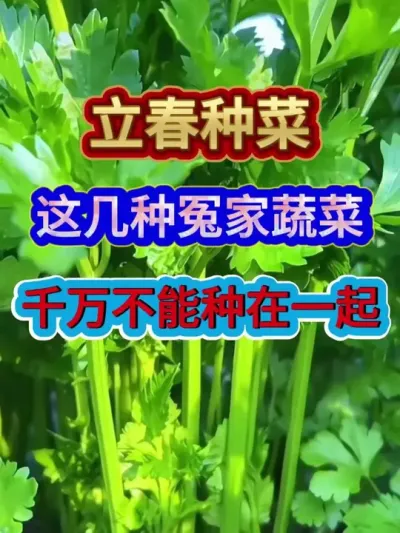 立春种菜这几种冤家蔬菜千万不能种在一起 #蔬菜种植 #蔬菜种植技术 #农业种植 #三农流量扶持计划 #分享农业知识帮农民增产增收