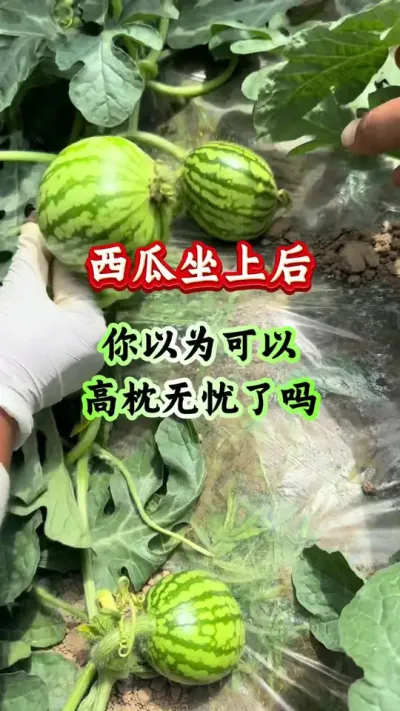 西瓜种植 西瓜坐上后你以为可以高高枕无忧了吗 #西瓜种植 #西瓜管理 #西瓜高产 #膨大增甜