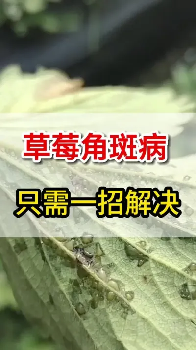 草莓角斑病，只需这一招搞定#角斑病