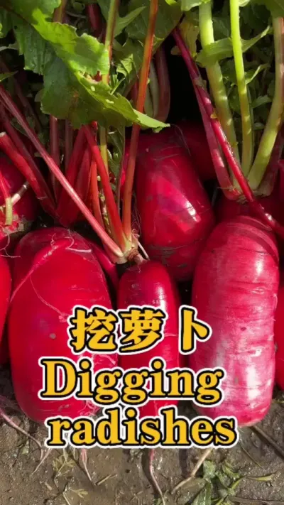 沉浸式挖红萝卜 看似不起眼，一挖一个红彤彤的大萝卜。Immersive digging of radishes,seemingly inconspicuous, digging up a big re