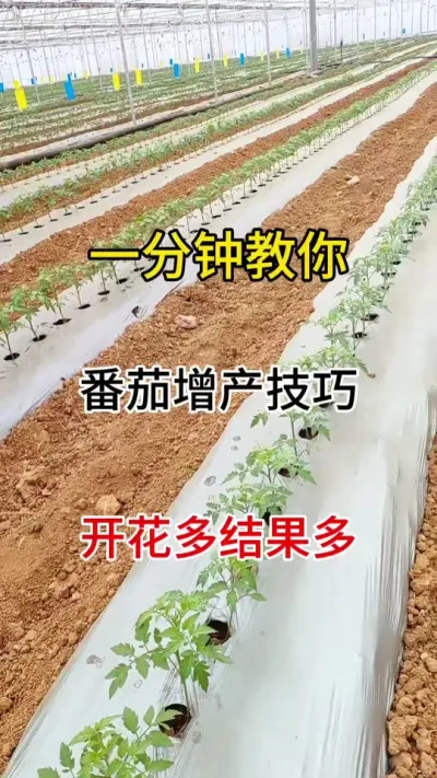 占用您一分钟，教你番茄增产技巧，多开花多结果产量翻番#番茄 #促花保果 #抖音助农