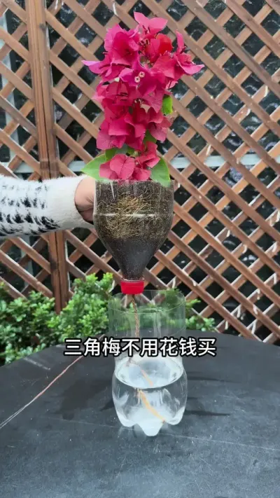 三角梅不用花钱买，用这个方法，新手也能扦插成活#三角梅 #扦插 #种植小技巧