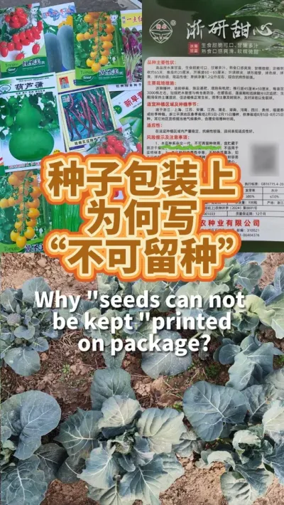 为什么种子包装上都写着&ldquo;不可留种&rdquo; 哪些可以留种，哪些又不能留种？#蔬菜种子 #种植小技巧 #阳台种菜 #我爱种菜 #自留种