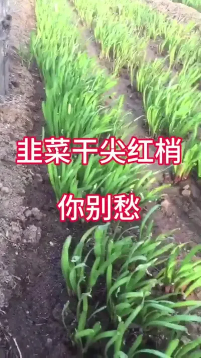 韭菜干尖红梢，你别愁。#种韭菜 #韭菜干尖 #韭菜干尖黄叶 #韭菜施什么肥根粗 #韭菜管理
