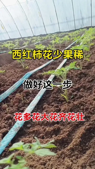 西红柿，花少花弱不开花现象较多。定植十天后，做好这步管理，花多花壮，花齐做果率大大提高#西红柿种植 #促花保果