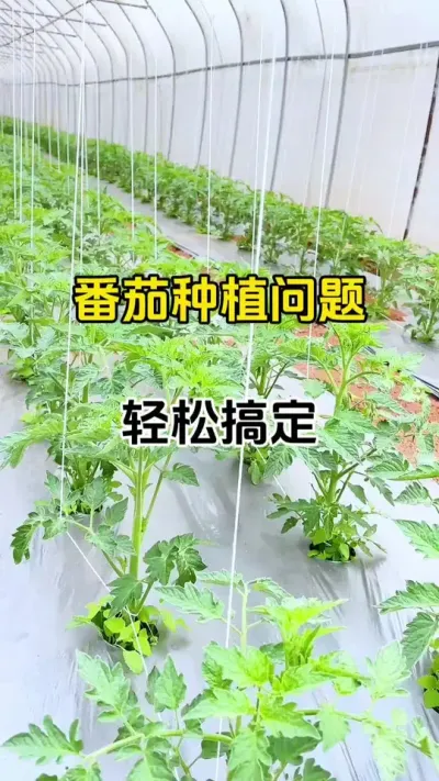 番茄最需要的一样东西，你知道是什么吗？#番茄种植#病害防治 #抖音助农 #农业种植