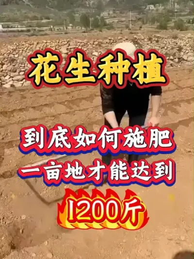 花生想要高产，别用尿素！谁用谁减产！#花生种植  #花生高产  #花生膨大#花生高产#花生科学种植