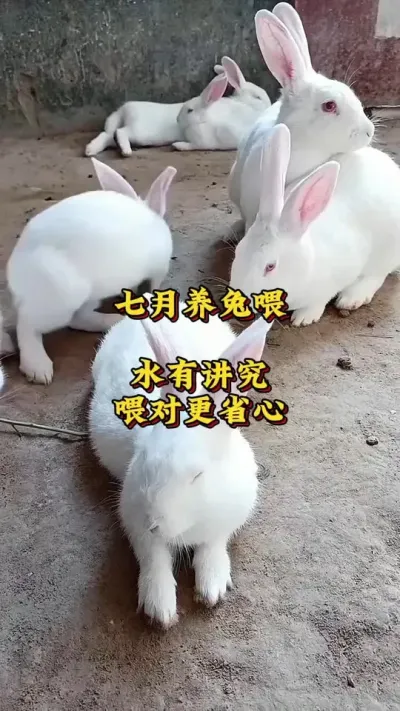 七月养兔喂水有讲究，喂对了事半功倍#养兔人#兔子#养兔技术分享#肉兔养殖