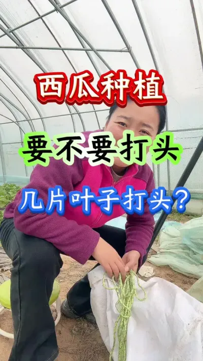 西瓜种植 西瓜种植要不要打头几片叶子打头#西瓜种植 #西瓜管理#西瓜管理