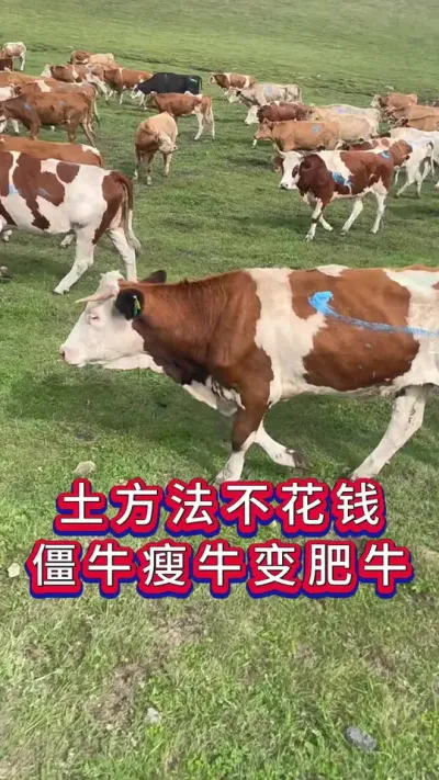 土方法不花钱僵牛瘦牛变肥牛#养牛人#新手养牛#养牛#牛羊养殖