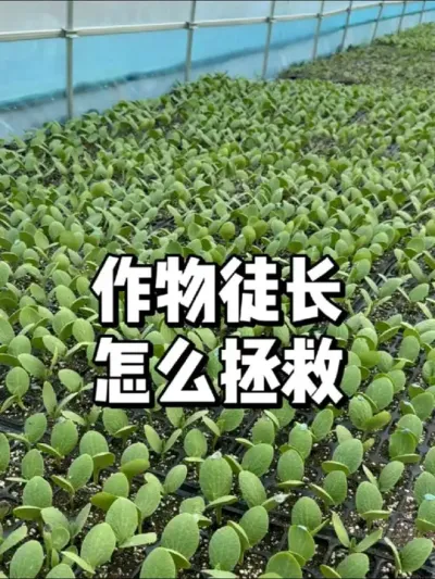 作物徒长怎么解决，如何预防徒长 #农业种植 #种植 #三农 #种菜