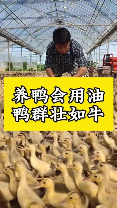 养鸭会用油，鸭群壮如牛#肉鸭养殖 #养鸭人 #禽病技术指导 #养殖技术交流 #养鸭