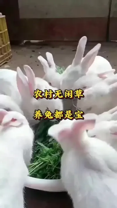 农村无闲草，养兔都是宝。 #养兔  #肉兔养殖  #养兔人  #养兔技术#养兔子注意事项 #科学养兔