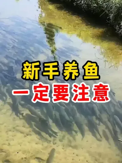 新手养鱼一定要注意的几向要求 #水产养殖 #养鱼 #高密度养殖 #养鱼人 #水产养殖技术